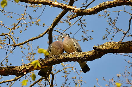 two bird kissing each other on branch of a tree photo thumbnail