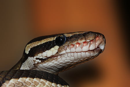 black, brown, and white snake head close-up photography thumbnail