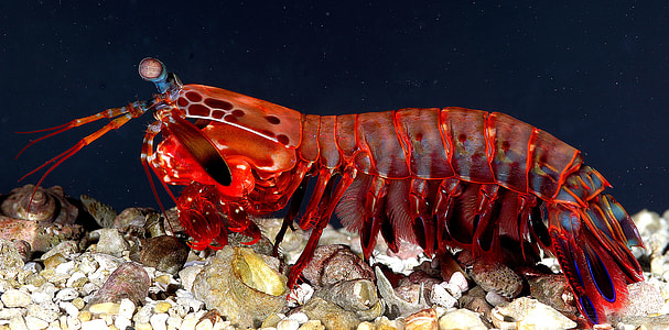 Peacock Mantis Shrimp Odontodactylus scyllarus thumbnail