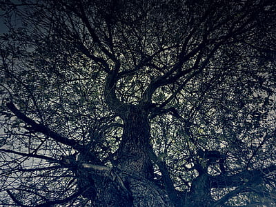 Tree Silhouette thumbnail