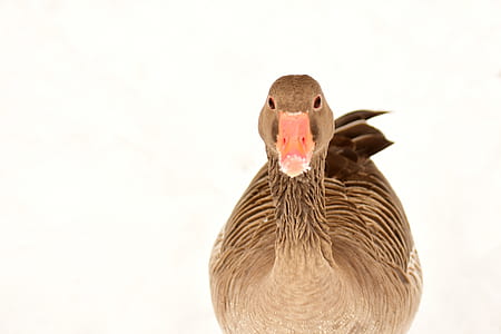 close up of brown mallard duck thumbnail