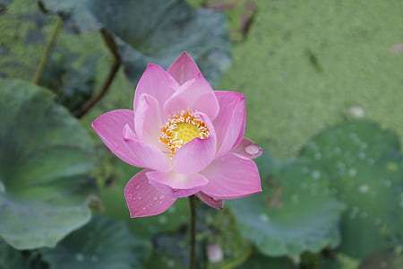 selective focus photography of pink lotus flower thumbnail