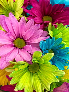 Pink Red Yellow Petaled Flower in Close Up Shot thumbnail