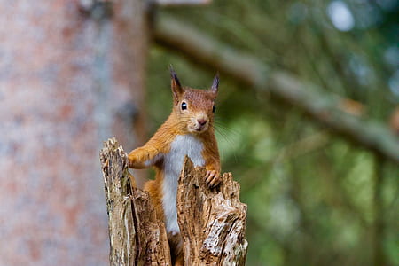 shallow focus photography of brown squirrel on top of log thumbnail