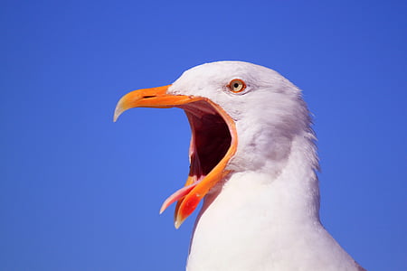 photography of white bird during daytime thumbnail