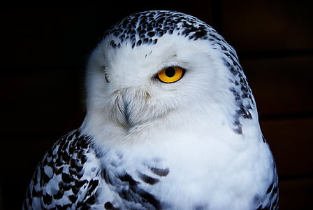 white and black owl with yellow eyes thumbnail
