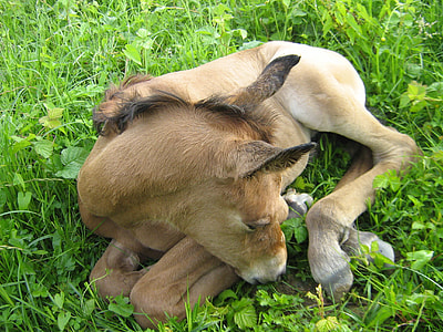 brown pony on grass thumbnail