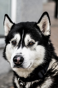 adult white and black Siberian husky closeup photography thumbnail