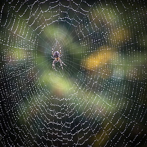 close up photo of barn spider with web and water dew thumbnail