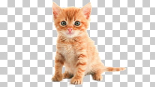 Kitten American Shorthair Toyger Bombay Cat Persian Cat Kitten