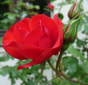 close up photo of red rose in bloom thumbnail