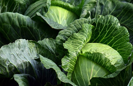 closeup photography of cabbages thumbnail