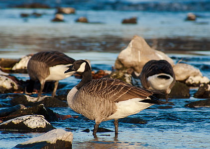 selective focus photograph of duck in water thumbnail