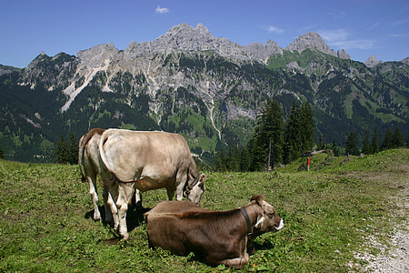 three cattle at the field with mountains at the distance during day thumbnail