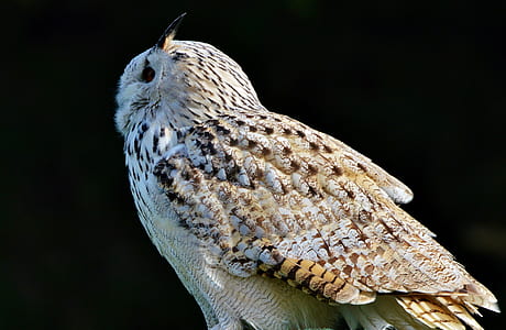 gray eagle owl thumbnail