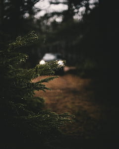 pine tree thumbnail