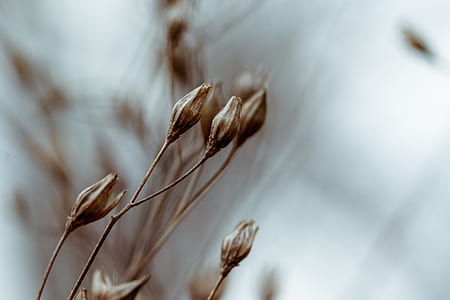 close up photography of brown plant thumbnail