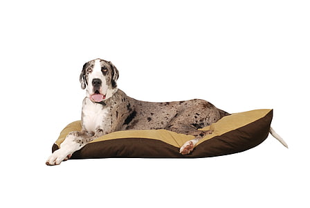 brown dog lying on brown bed thumbnail
