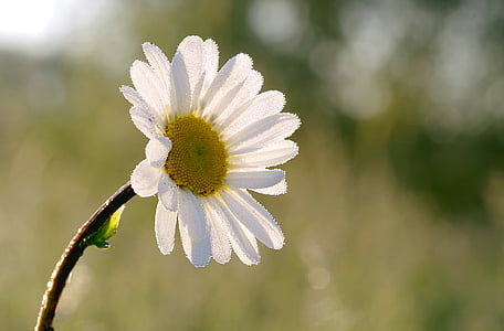 white petaled flower selective photography thumbnail