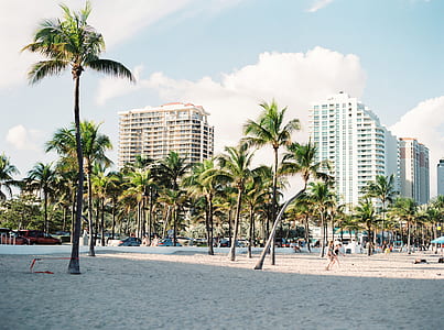 green palm trees on seashore thumbnail