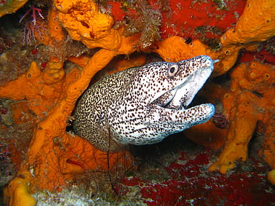 portrait photography of fish thumbnail