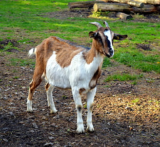 white and brown goat standing on ground thumbnail