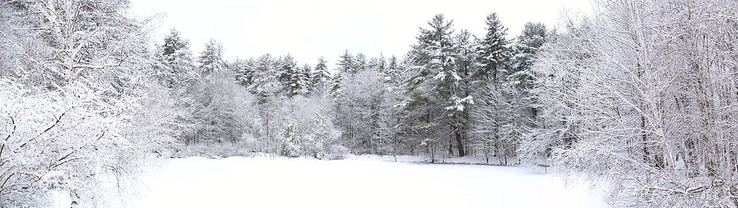 snow covered trees and ground during daytime thumbnail