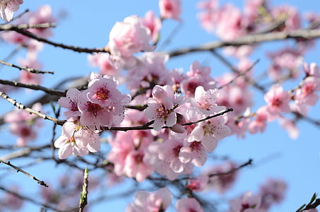 selective focus photography of pink petaled flowers thumbnail