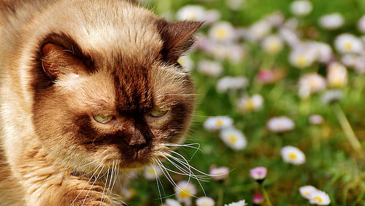 brown persian cat thumbnail