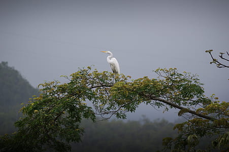 white crane on wood branch thumbnail