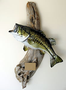 green fish on drift wood thumbnail
