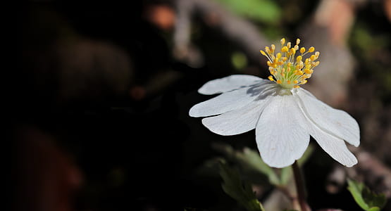 selective photography of white petaled flowers thumbnail