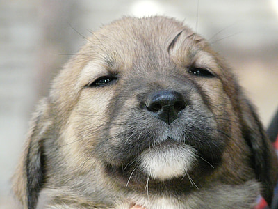 close-up photography of German shepherd puppy thumbnail
