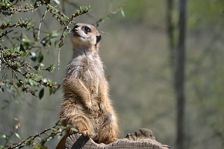 brown meerkat thumbnail