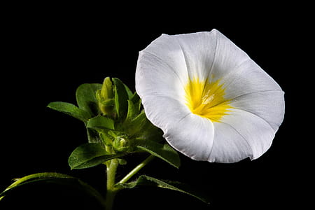 closeup photo of white petaled flower thumbnail