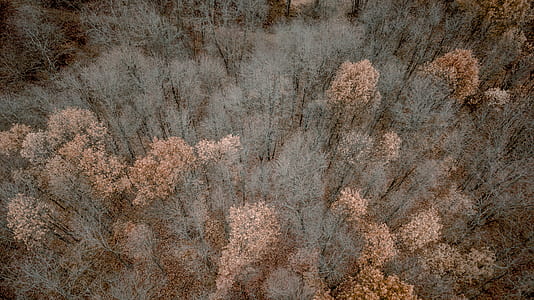 aerial photography of green and peach trees thumbnail