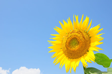 Sunflower, Summer Flowers thumbnail