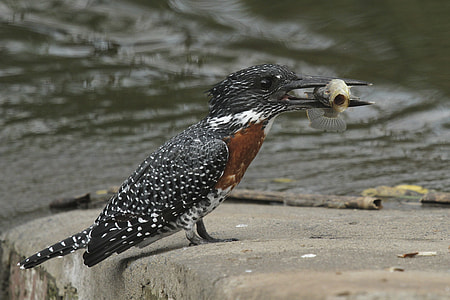 black bird biting fish on cliff thumbnail