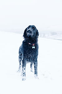 black dog standing on snowfield thumbnail