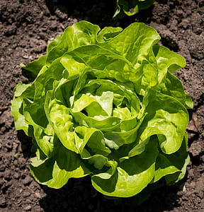 green vegetable during daytime thumbnail