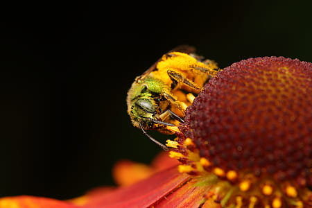 yellow bee on red petaled flower thumbnail