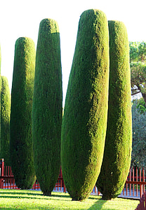Cypress, Mediterranean Cypress thumbnail
