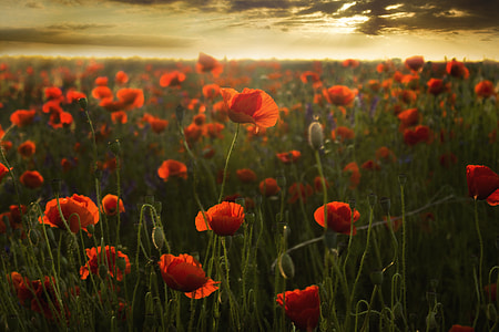 orange flowers thumbnail