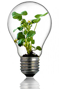 clear glass bulb with green plant thumbnail