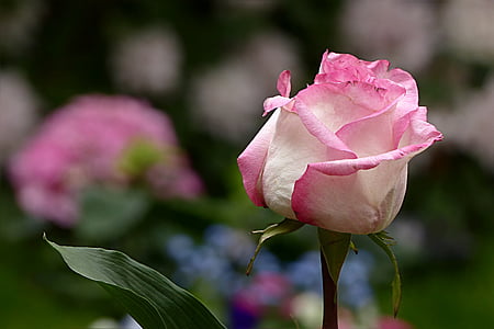 close up photography of pink rose flower thumbnail