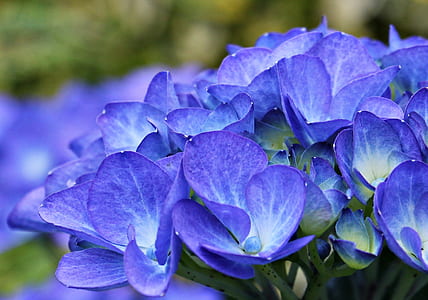 closeup photo of purple-and-white petaled flowers thumbnail