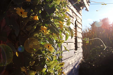 Photography of Yellowbell Flowers thumbnail