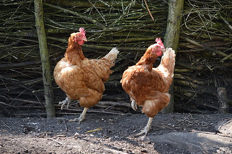 two brown hens thumbnail