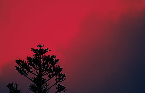 silhouette of pine tree against red skies thumbnail