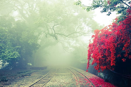 road with red wisteria flowers thumbnail